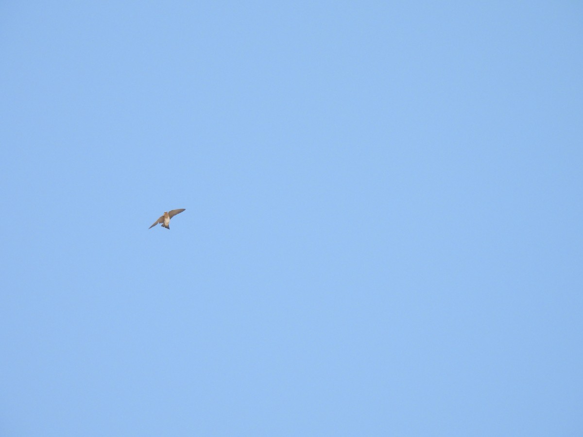 Cave Swallow - ML635408598