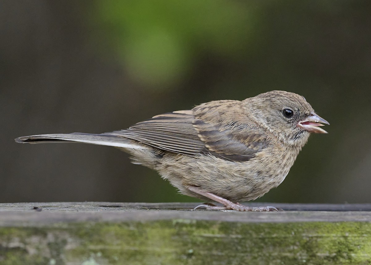 Dark-eyed Junco (Oregon) - ML635408699