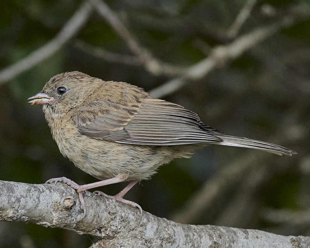 Dark-eyed Junco (Oregon) - ML635408700