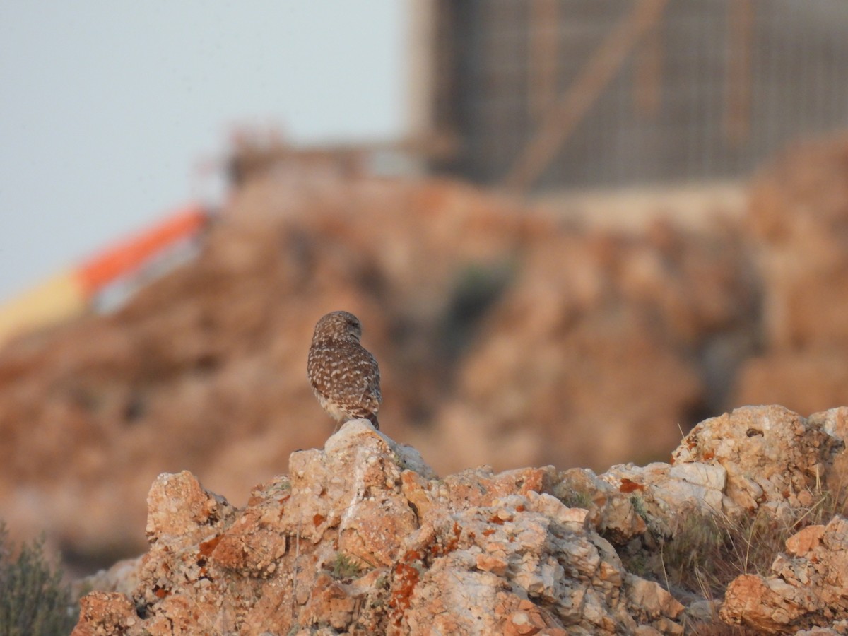 Burrowing Owl - ML635408756