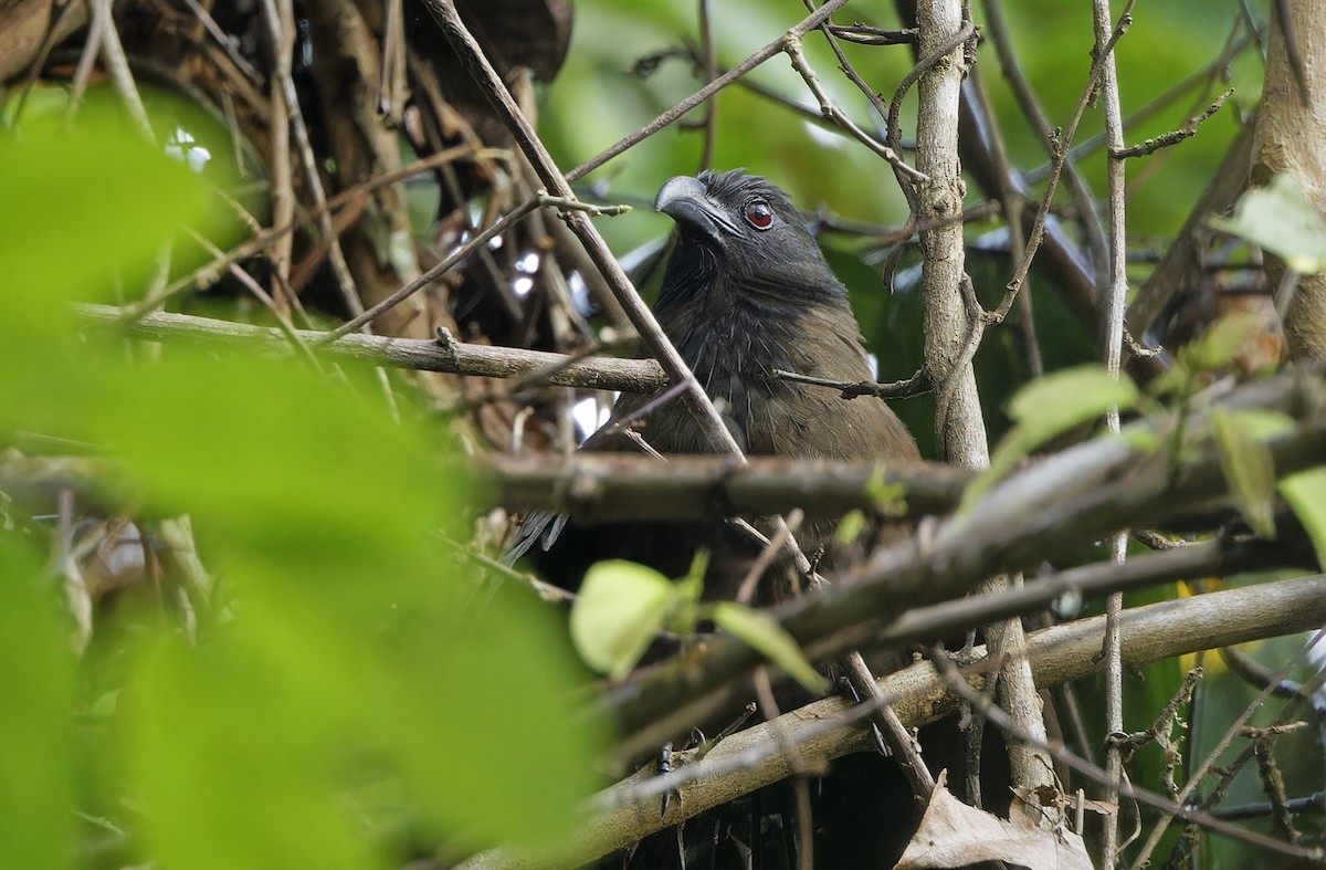 Black-hooded Coucal - ML635408790