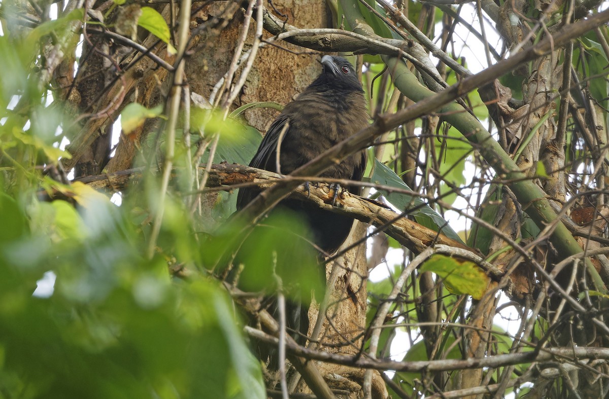 Black-hooded Coucal - ML635408791