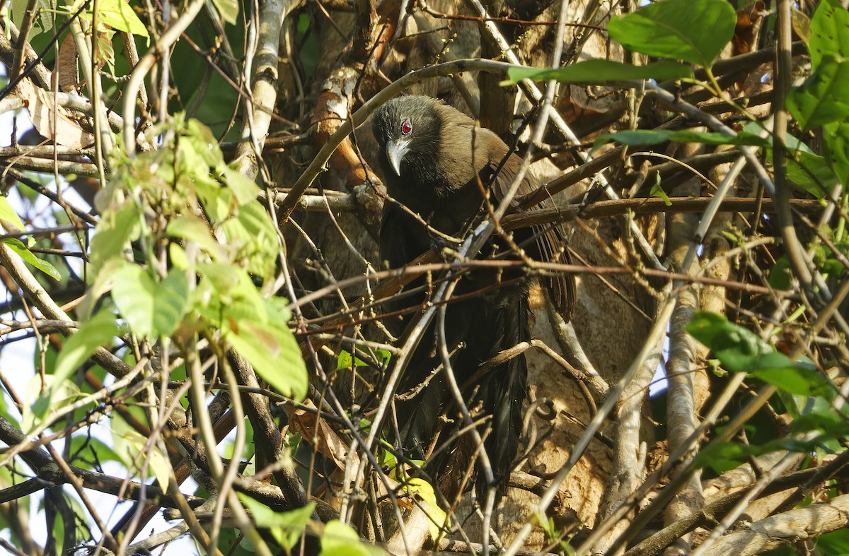 Black-hooded Coucal - ML635408792