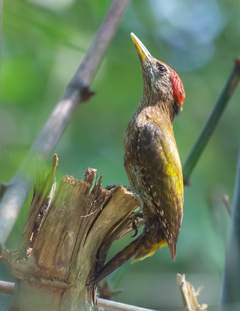 Streak-throated Woodpecker - ML635408838