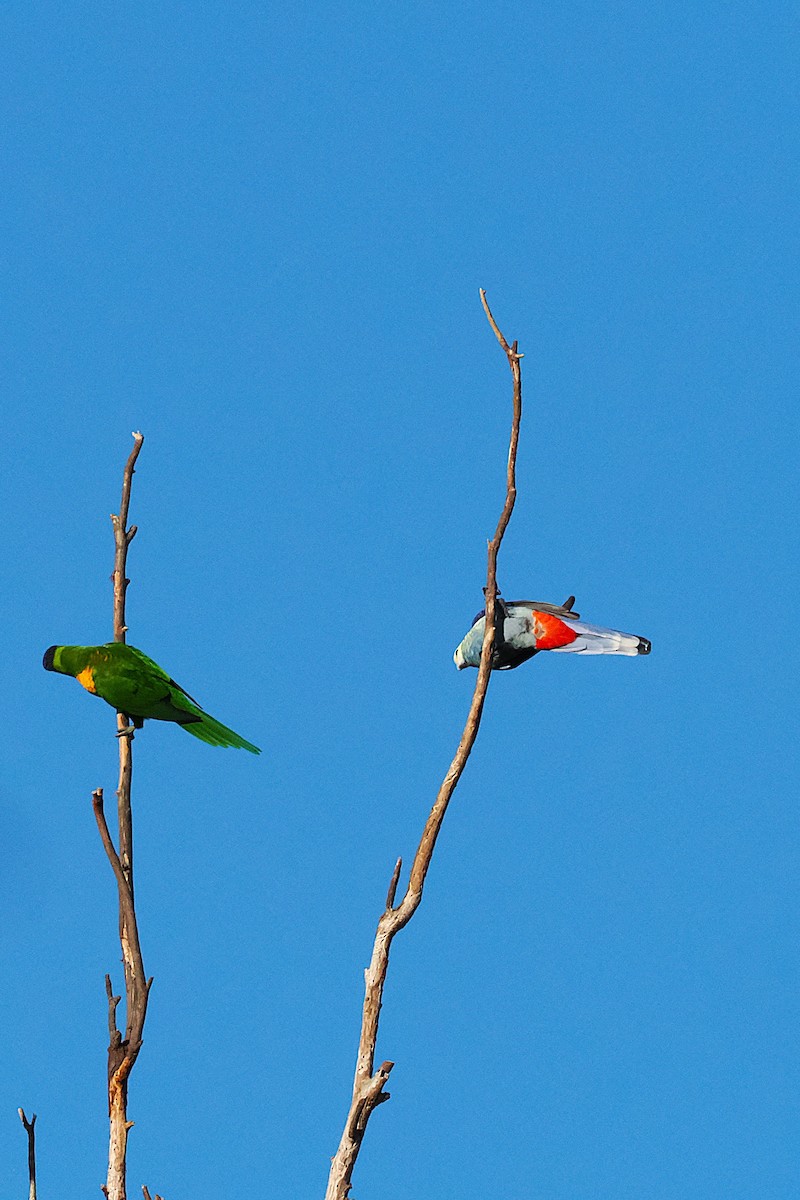 Pale-headed Rosella - ML635408871