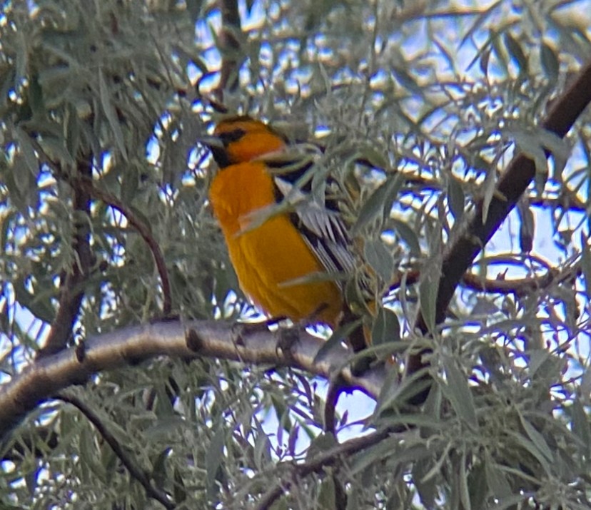 Bullock's Oriole - ML635408955