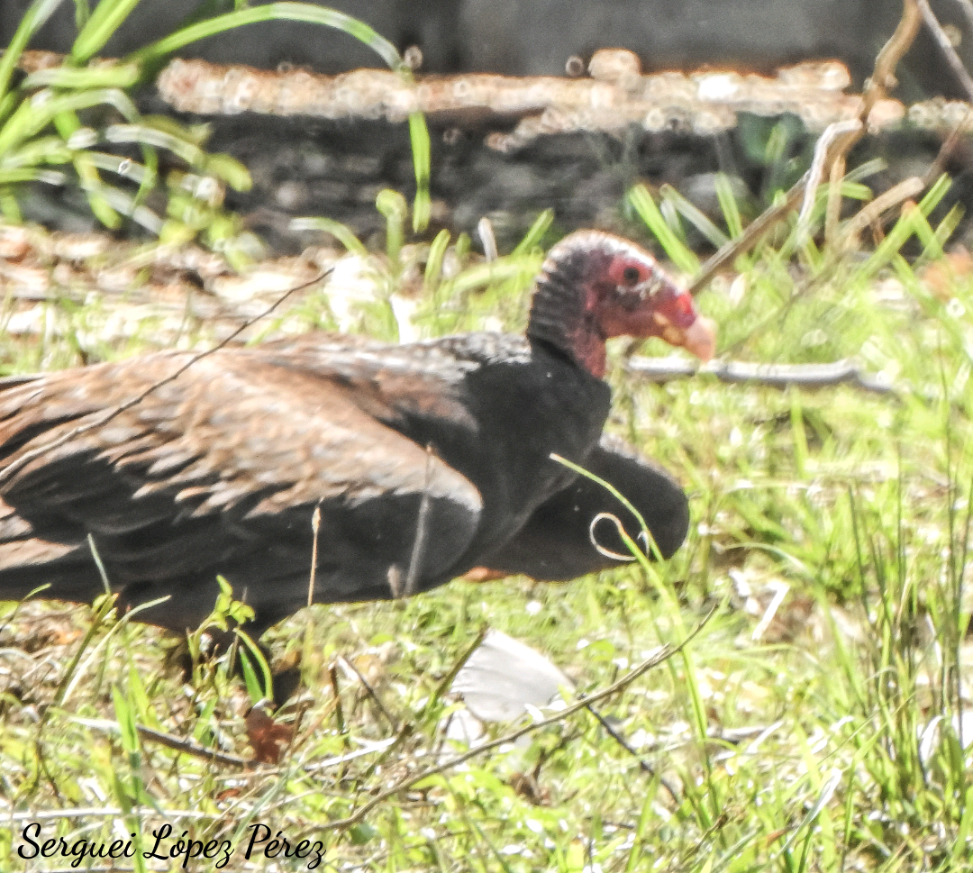 Turkey Vulture - ML635408962