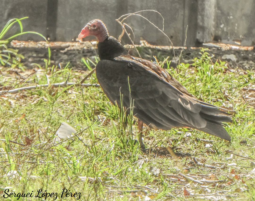 Turkey Vulture - ML635408969
