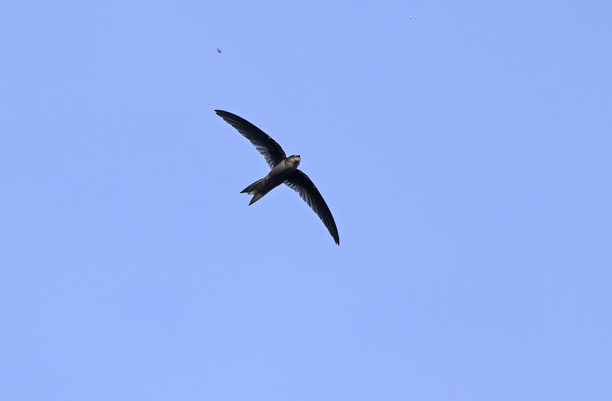 Asian Palm Swift - ML635408976