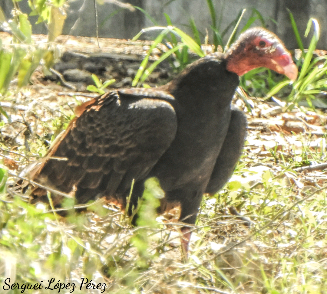 Turkey Vulture - ML635408982