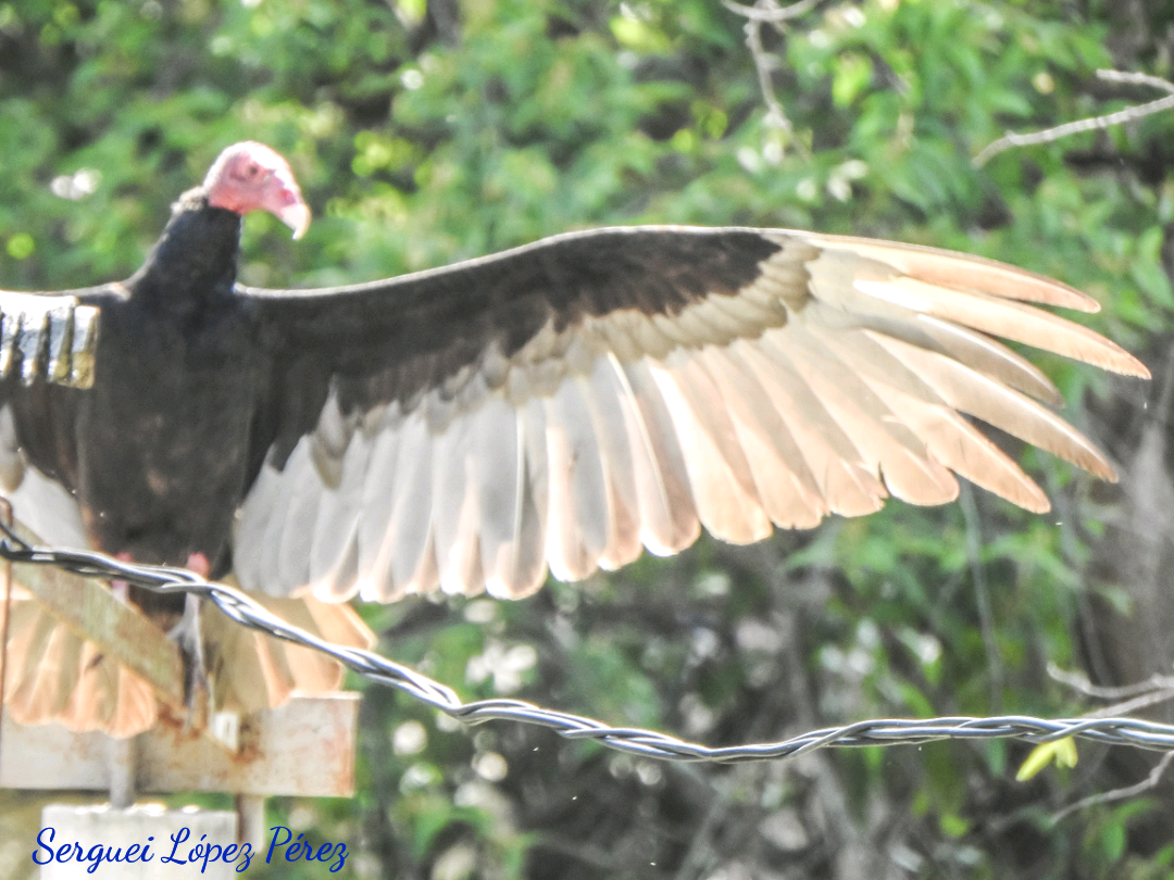Turkey Vulture - ML635408985
