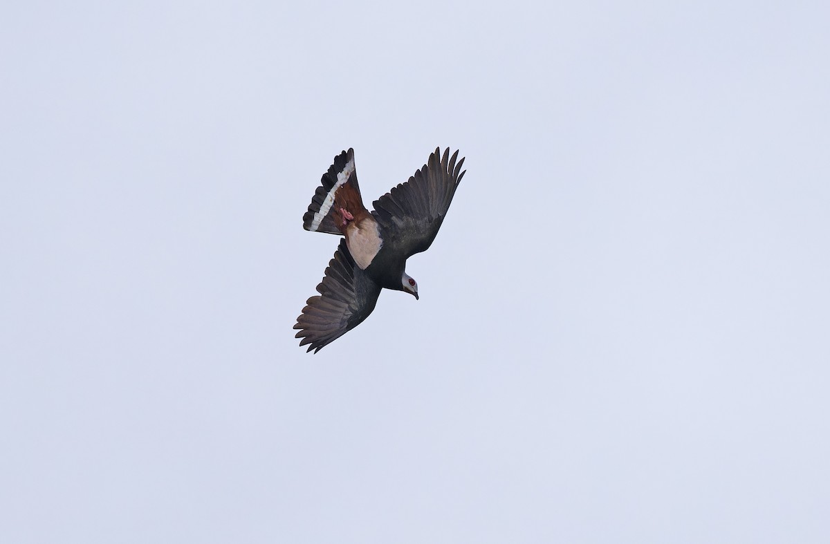 Pink-bellied Imperial-Pigeon - ML635409077