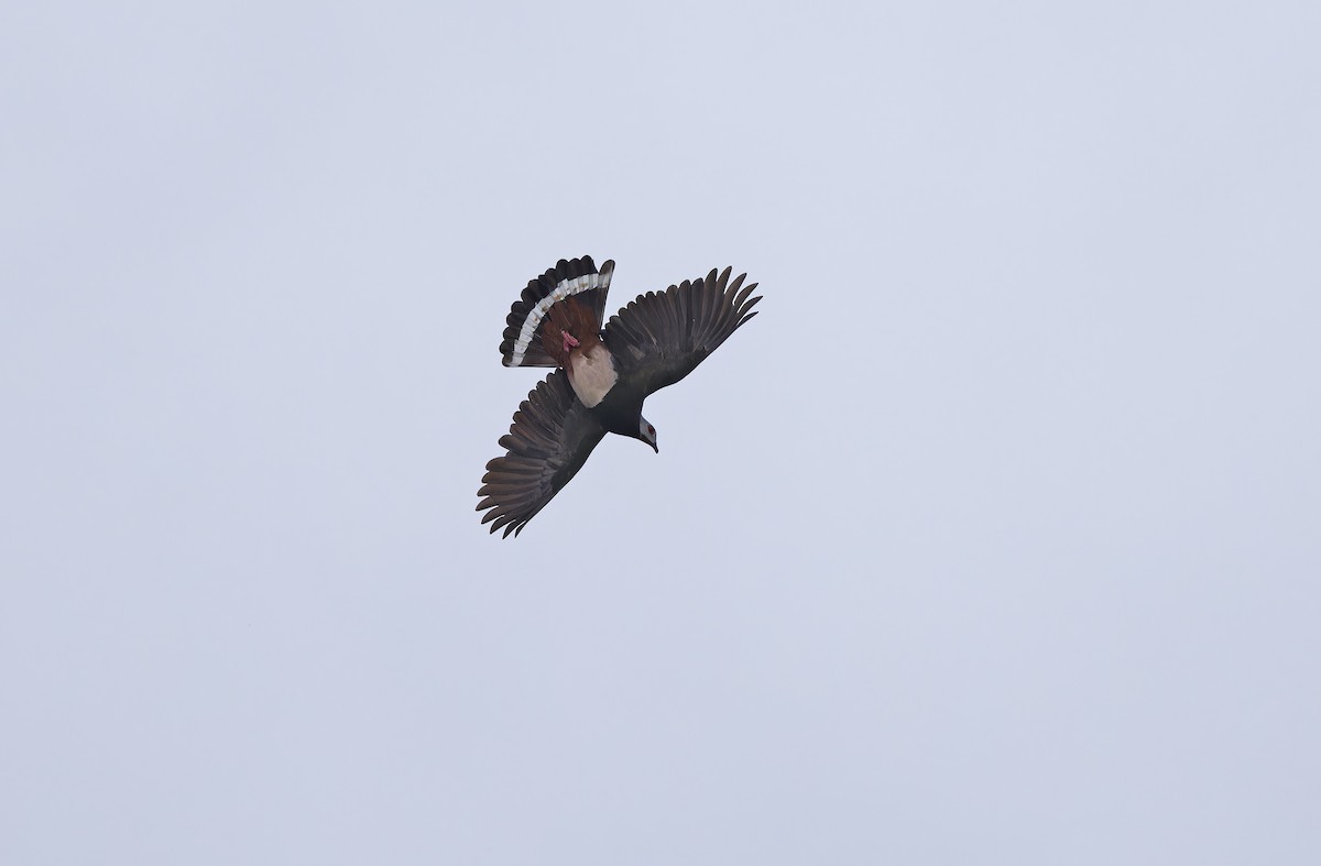 Pink-bellied Imperial-Pigeon - ML635409078