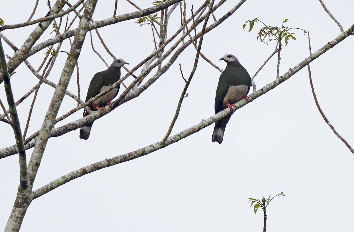 Pink-bellied Imperial-Pigeon - ML635409080