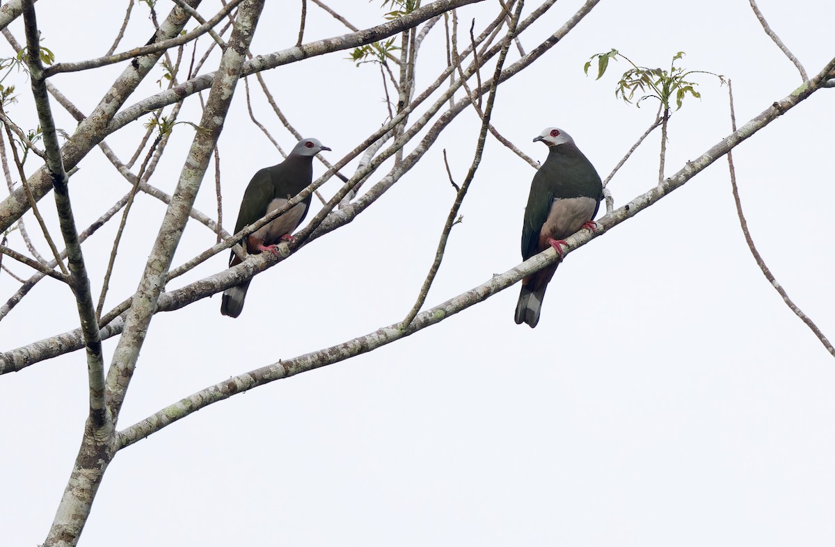 Pink-bellied Imperial-Pigeon - ML635409081