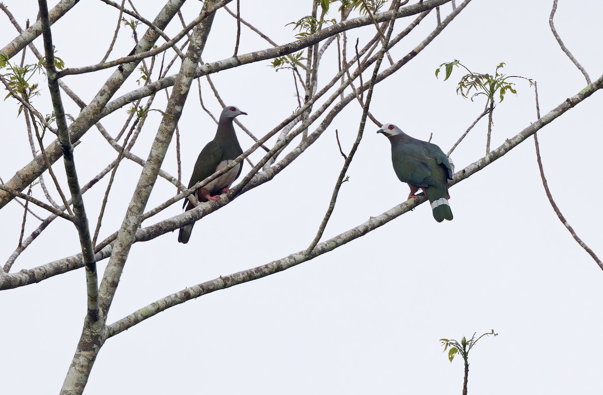 Pink-bellied Imperial-Pigeon - ML635409082