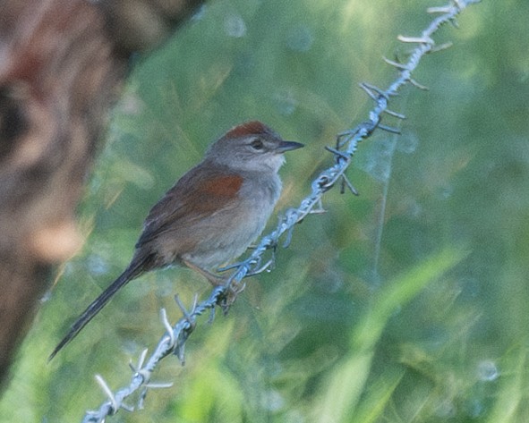 Pale-breasted Spinetail - ML635409228