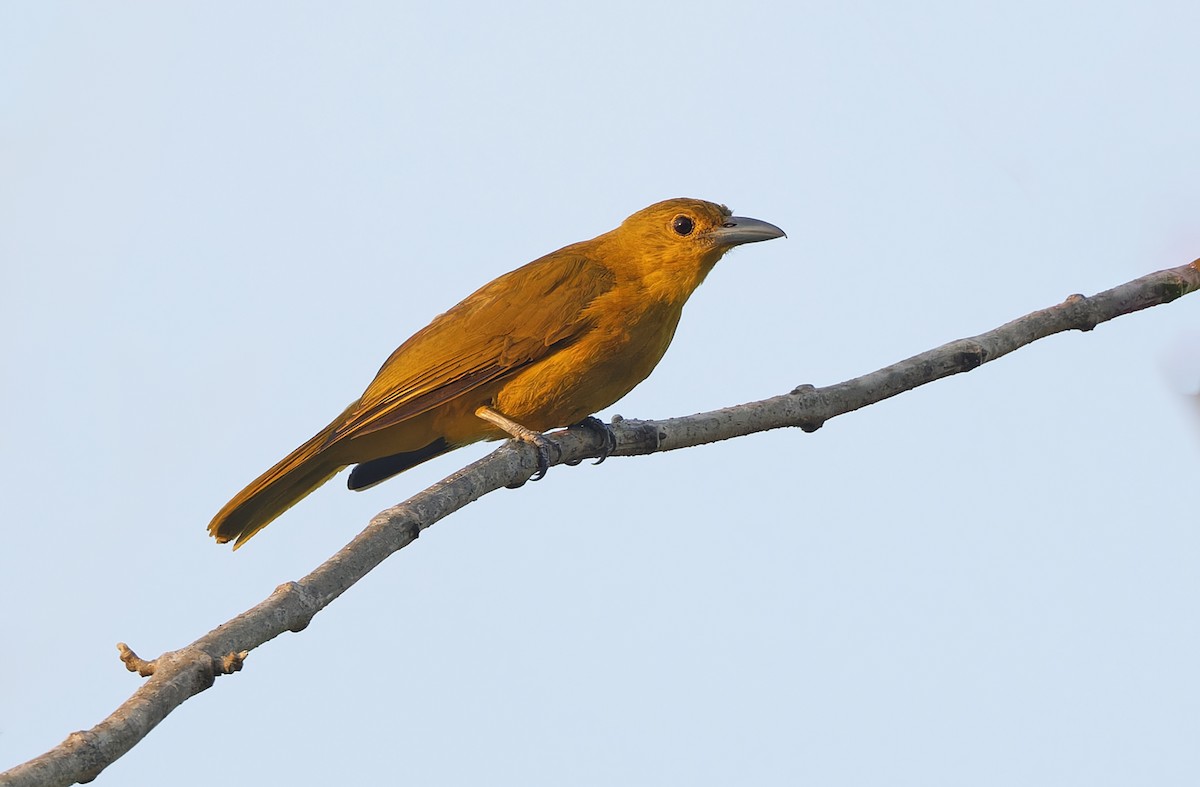 Isabela Oriole - ML635409546