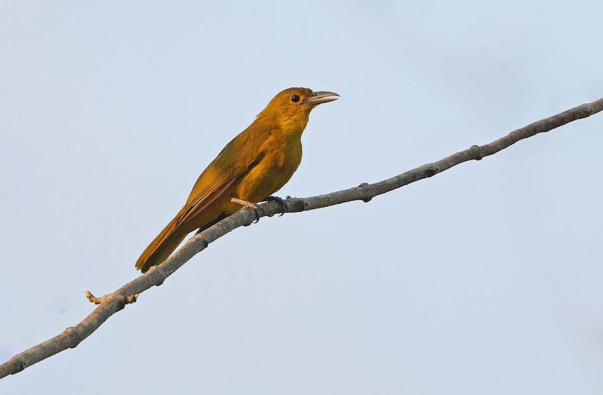 Isabela Oriole - ML635409547