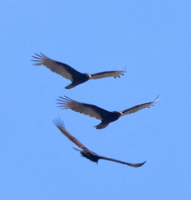 Turkey Vulture - ML635409600