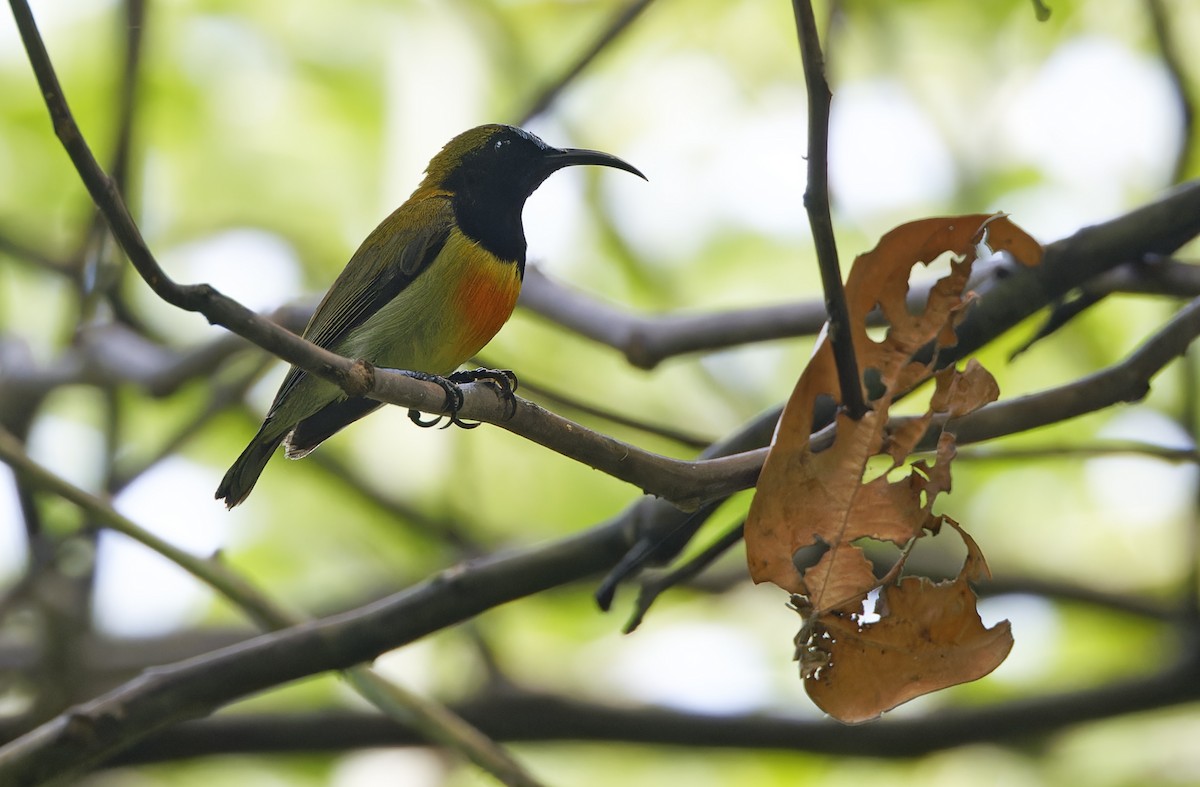 Flaming Sunbird - ML635409621
