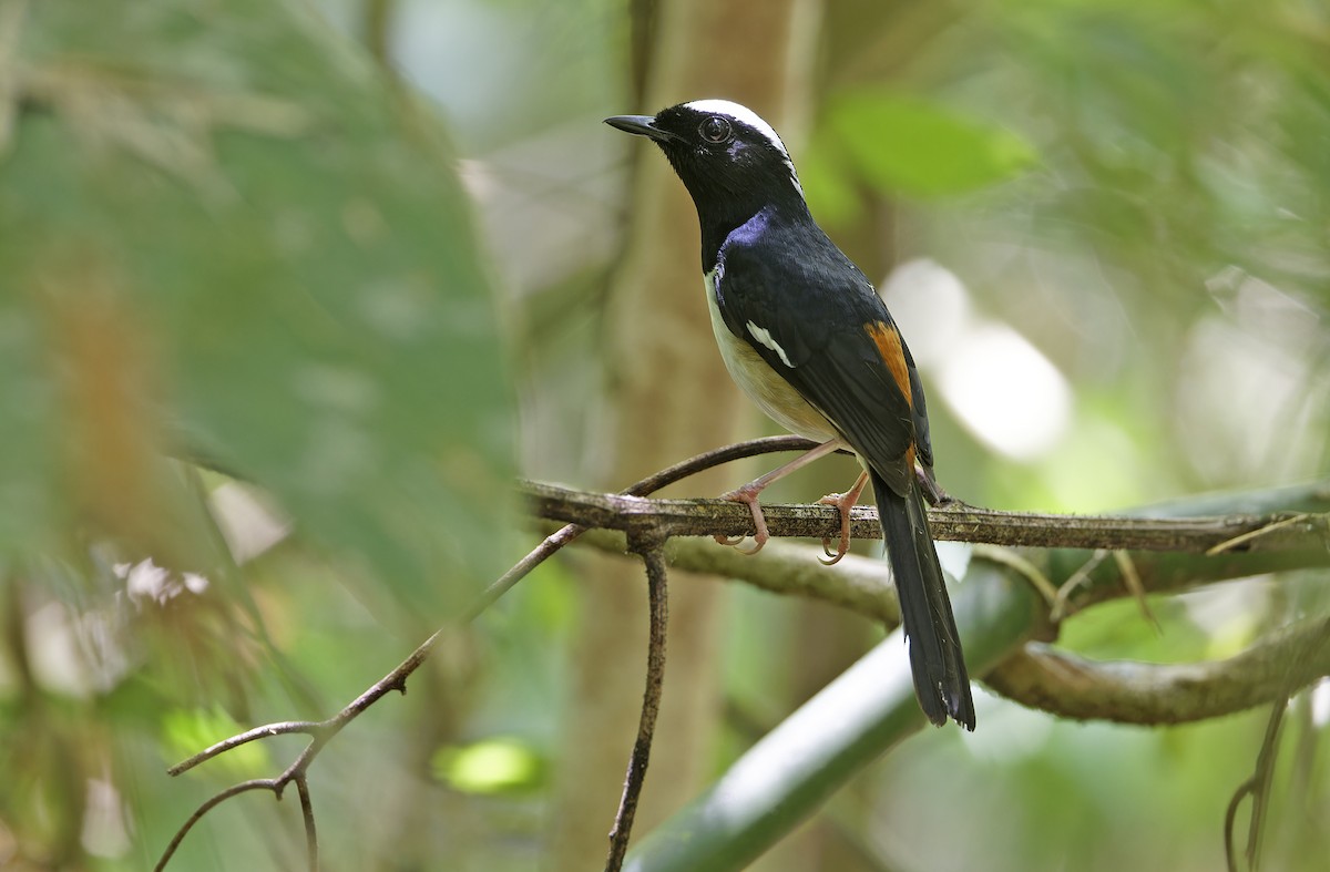 White-browed Shama - ML635409670