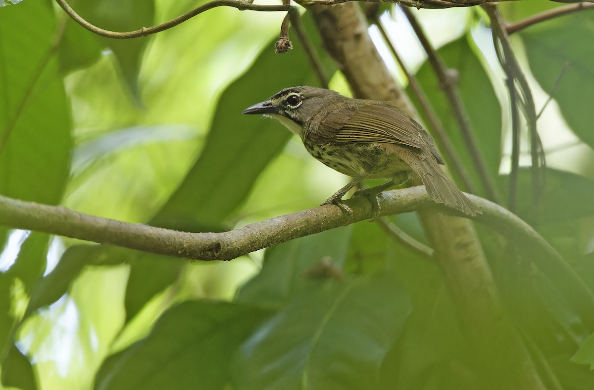 Luzon Striped-Babbler - ML635409671