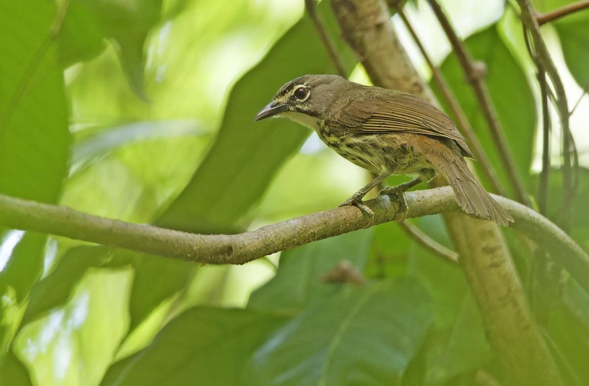 Luzon Striped-Babbler - ML635409672