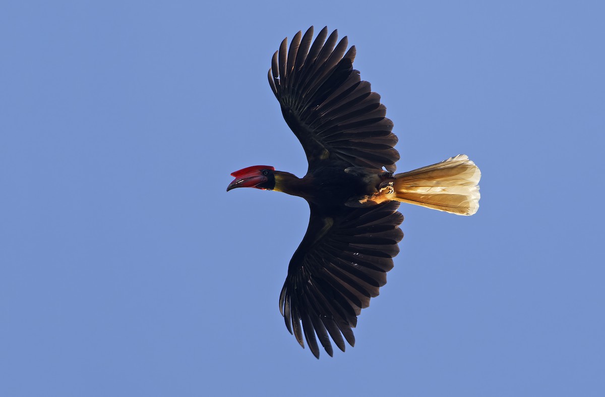 Rufous Hornbill (Northern) - ML635409677
