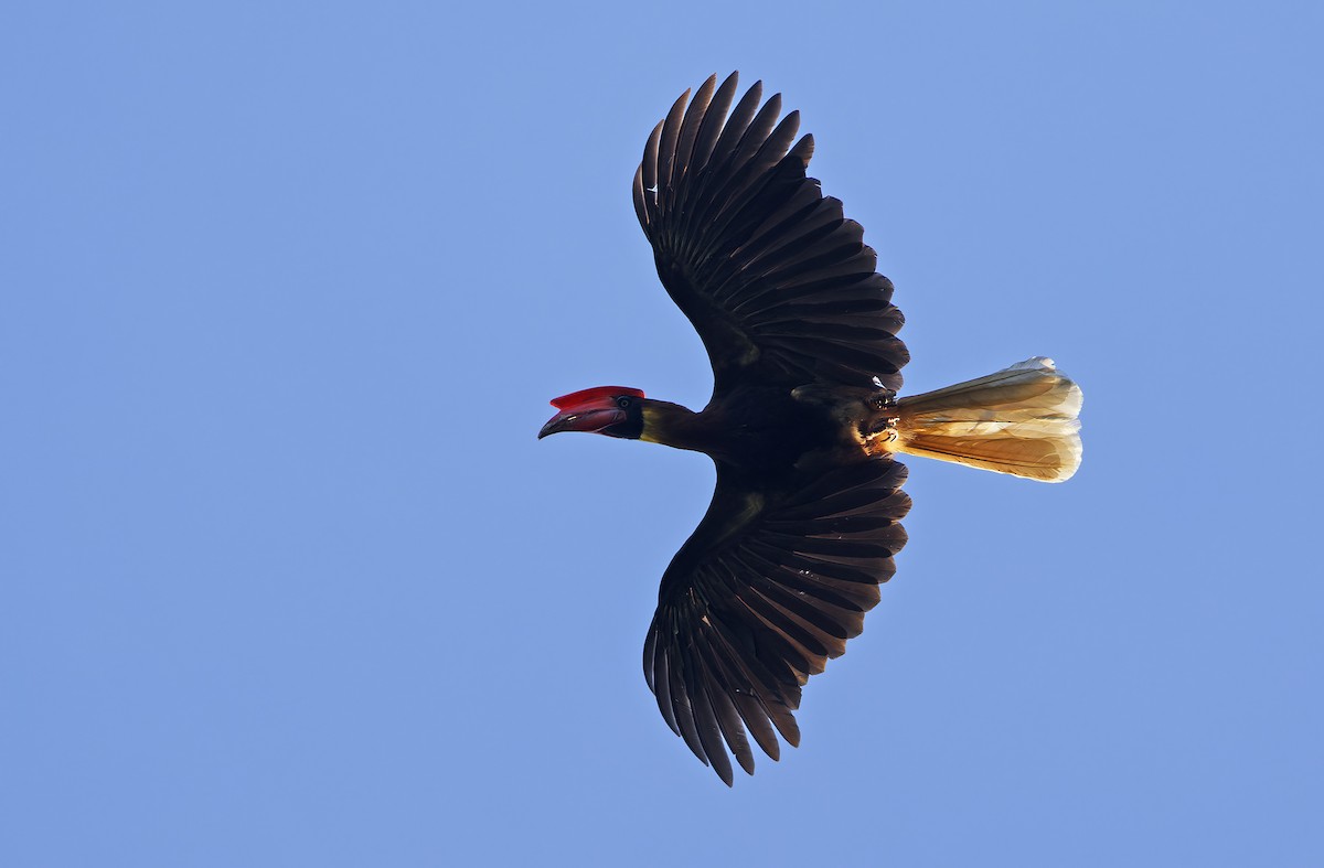 Rufous Hornbill (Northern) - ML635409678