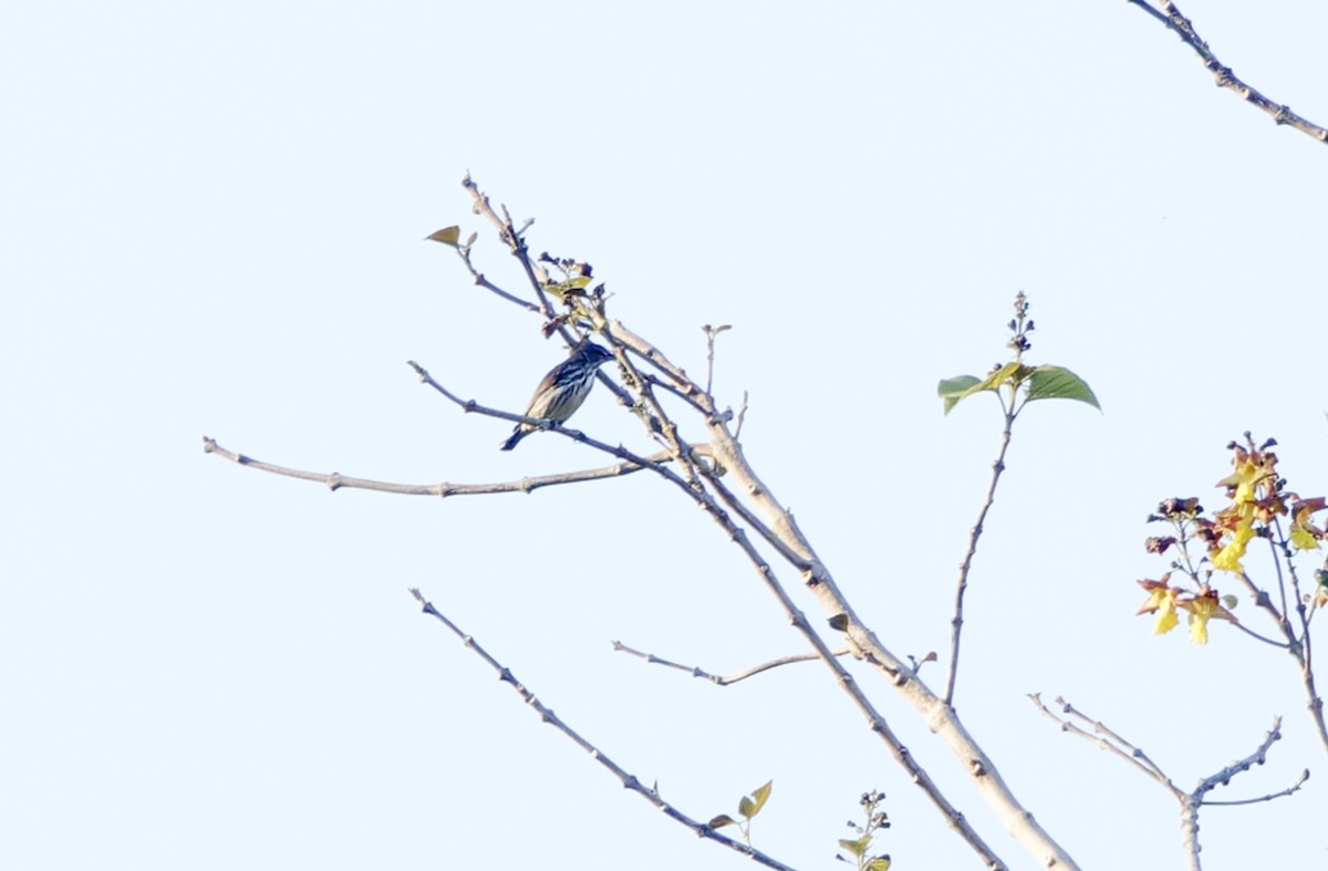 Thick-billed Flowerpecker (Striped) - ML635409681