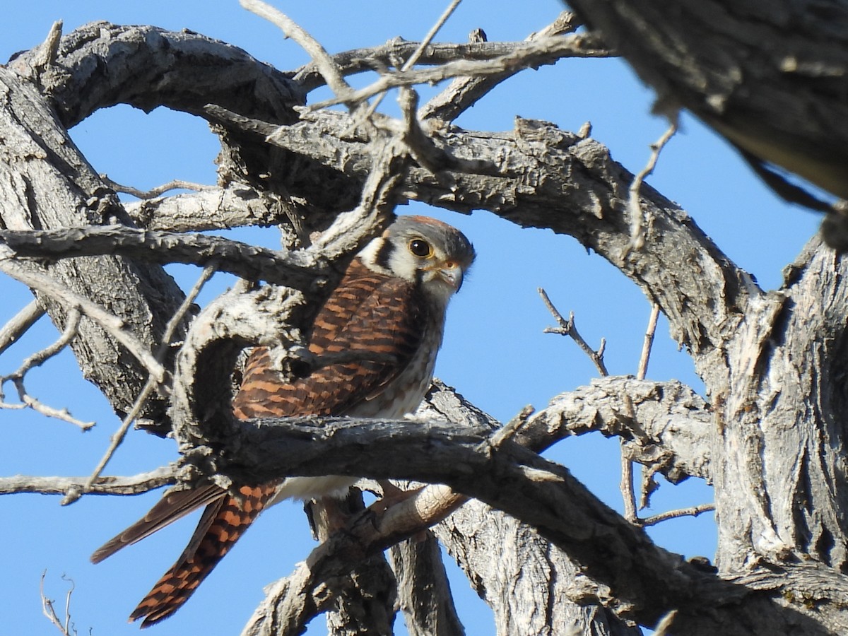 American Kestrel - ML635409682
