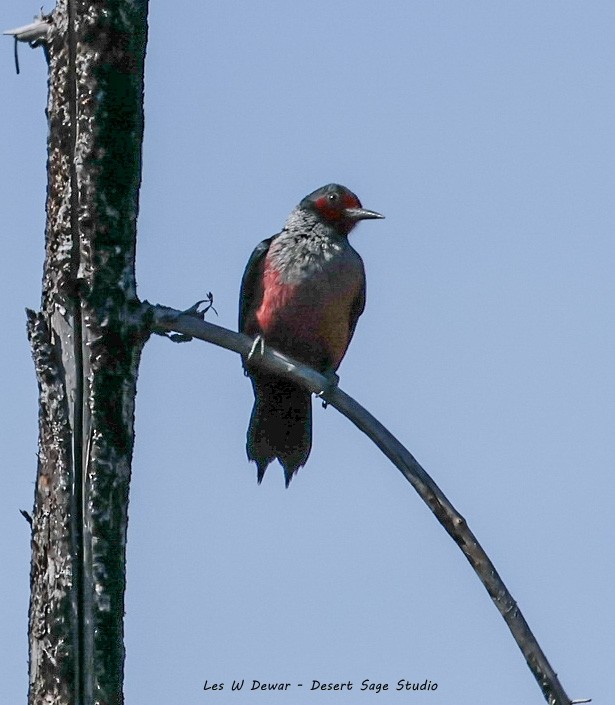 Lewis's Woodpecker - ML635409694