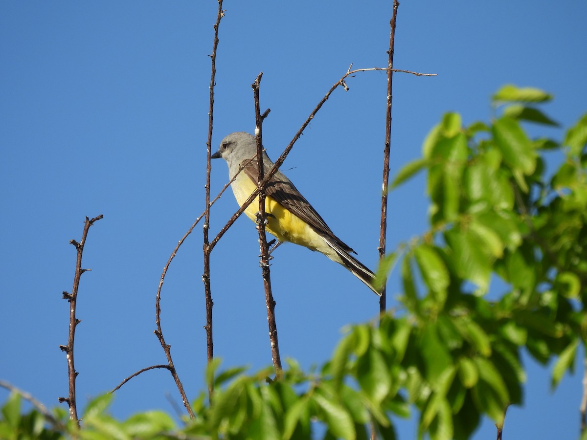 Western Kingbird - ML635409748