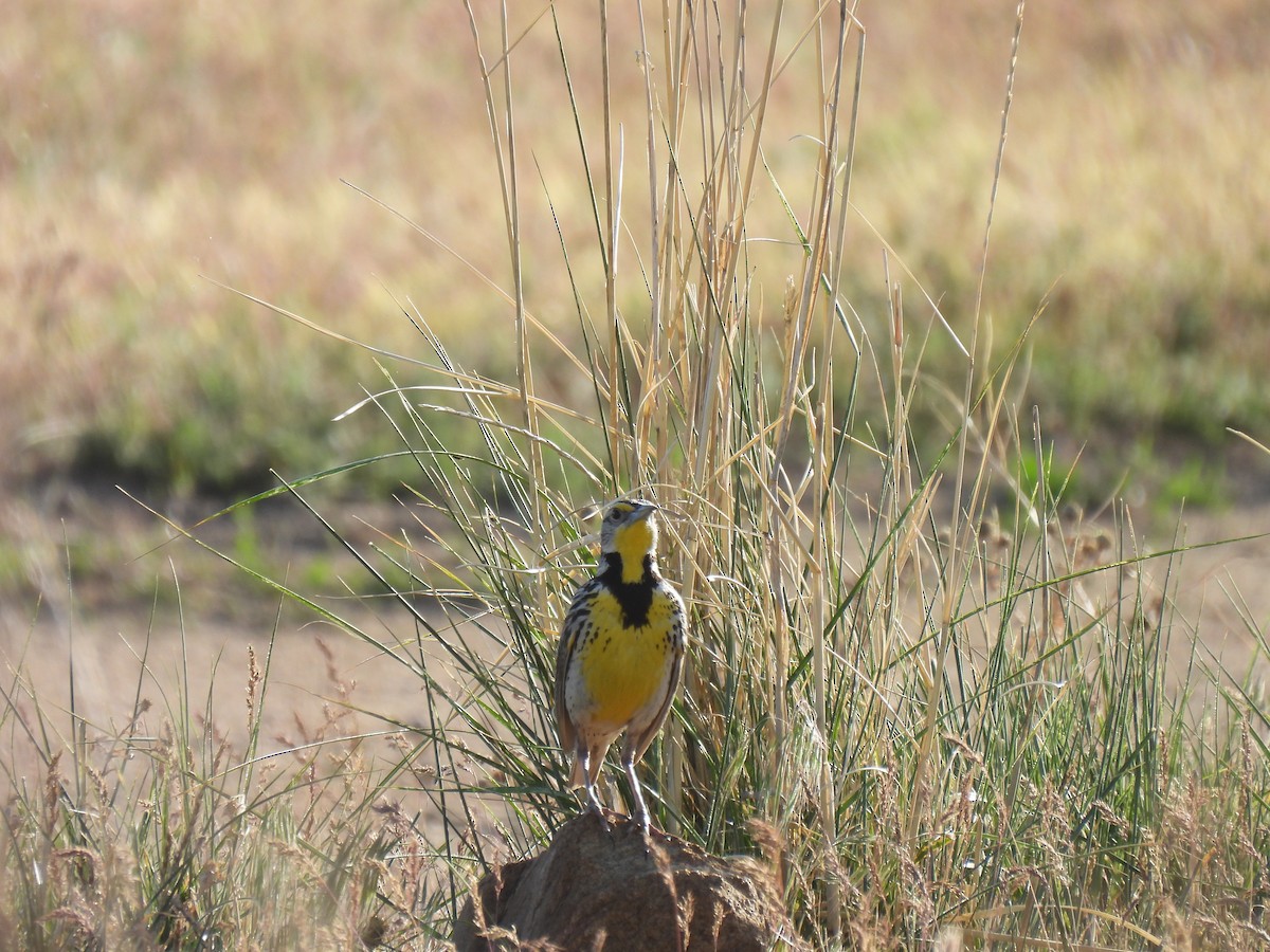 Western Meadowlark - ML635409770