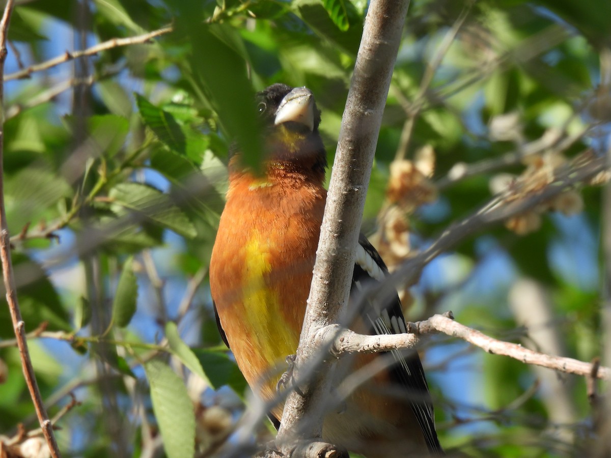 Black-headed Grosbeak - ML635409781