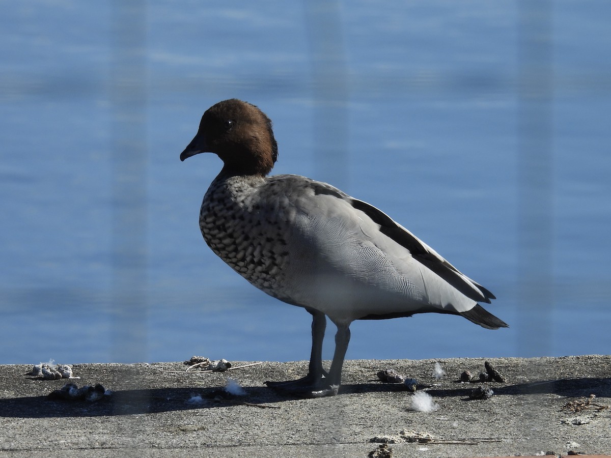 Maned Duck - ML635409805
