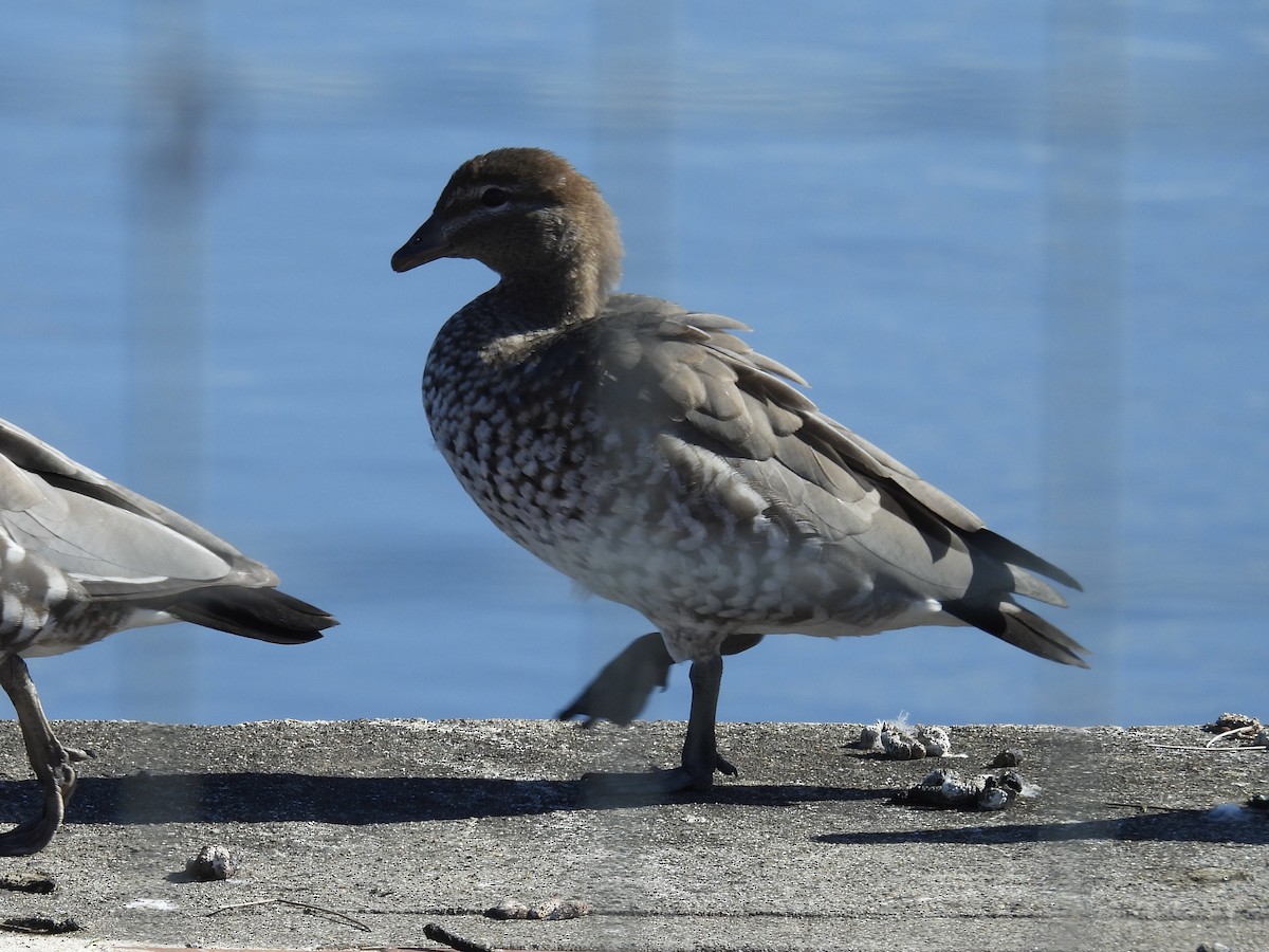 Maned Duck - ML635409810