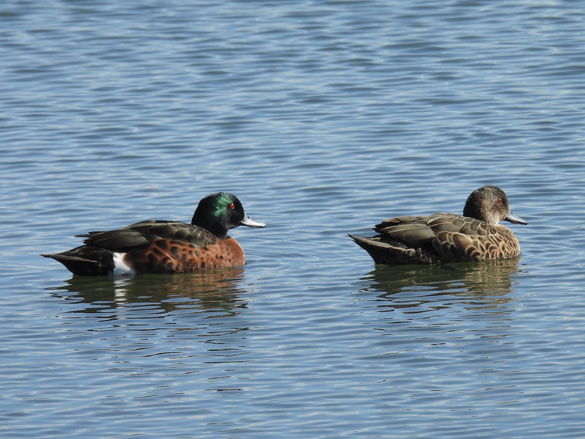 Chestnut Teal - ML635409816