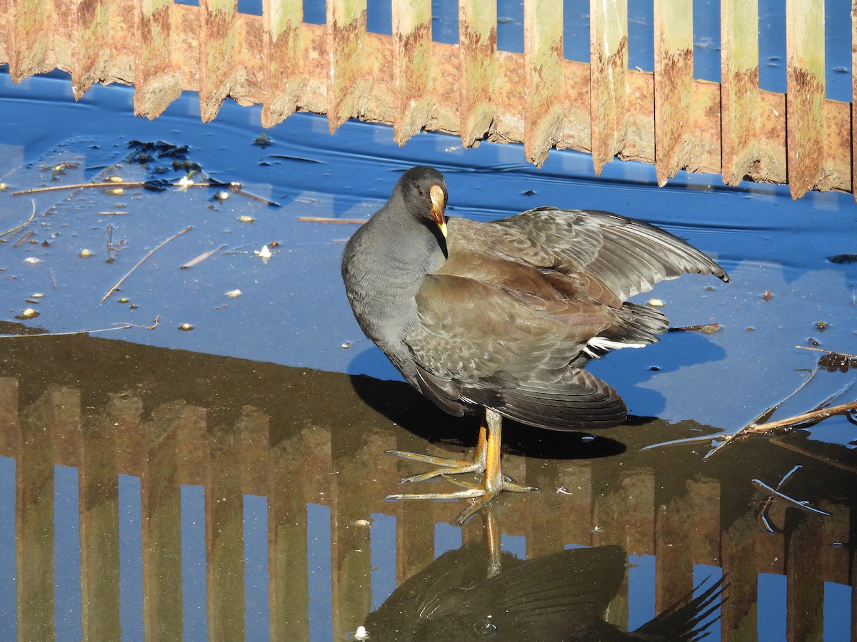 Dusky Moorhen - ML635409821