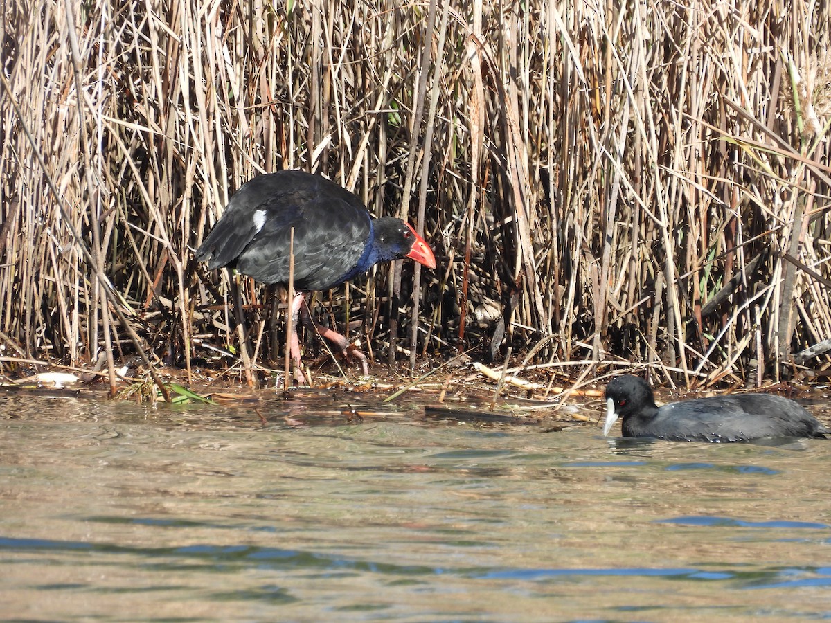 Australasian Swamphen - ML635409824