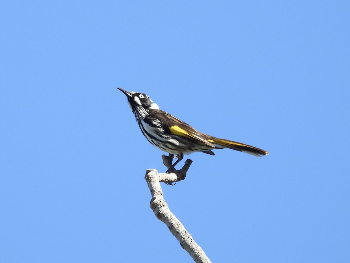New Holland Honeyeater - ML635409835