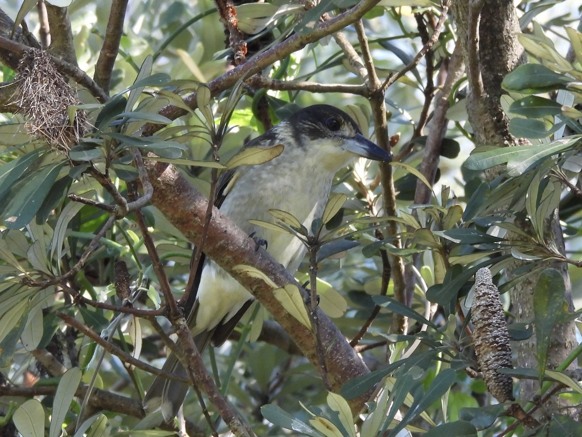 Gray Butcherbird - ML635409841