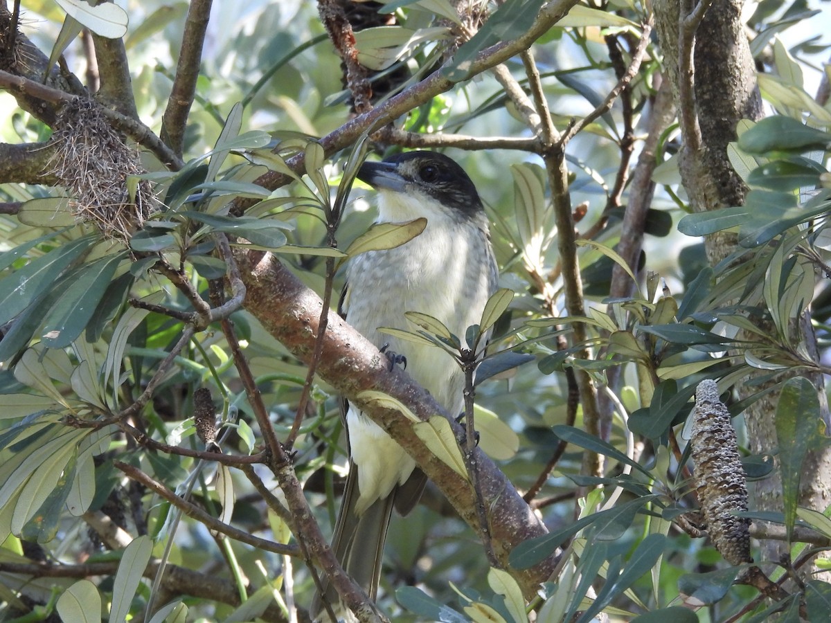 Gray Butcherbird - ML635409846