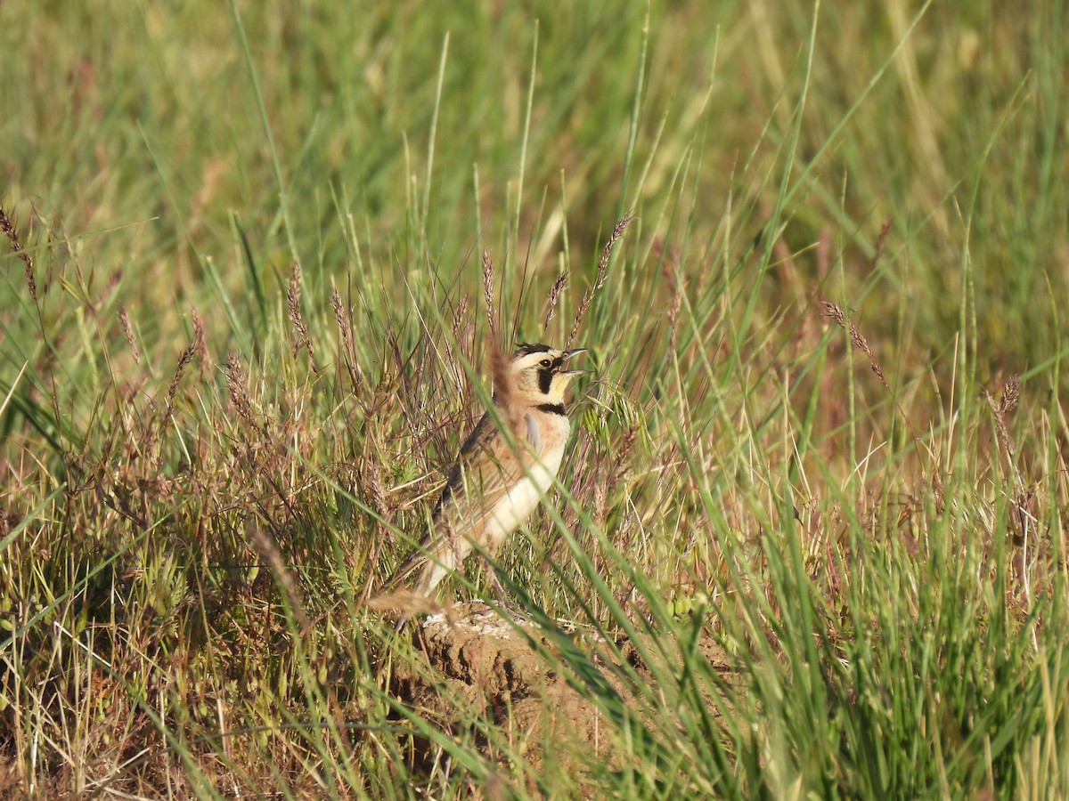 Horned Lark - ML635409847