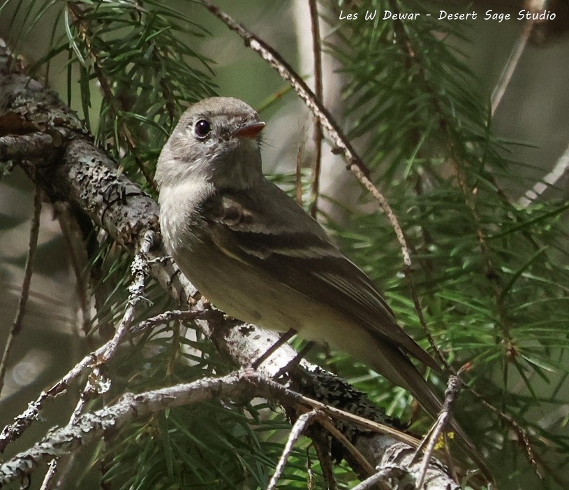 Hammond's Flycatcher - ML635409854
