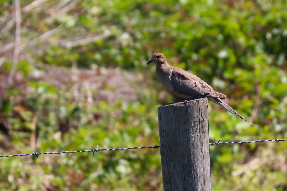 Mourning Dove - ML635409993