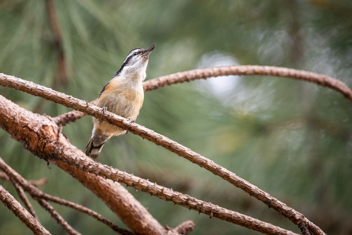 Red-breasted Nuthatch - ML635410041