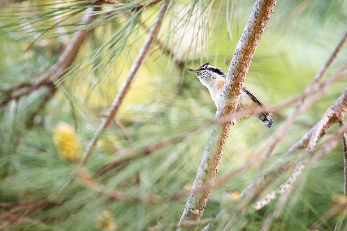 Red-breasted Nuthatch - ML635410043