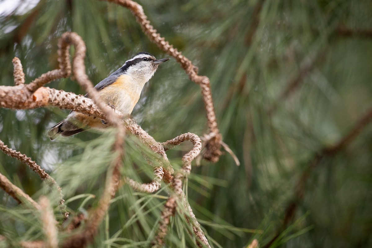Red-breasted Nuthatch - ML635410045